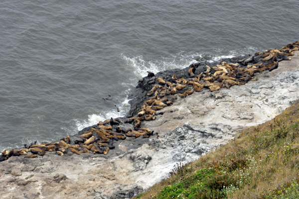 sea lions sunning themselves